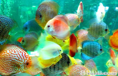 Lalite Aquarium Beauty
