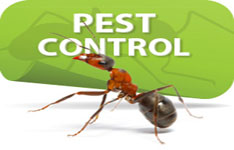 Pest Control India
